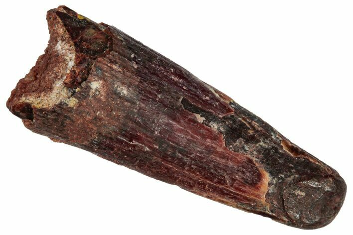 Fossil Pterosaur (Siroccopteryx) Tooth - Morocco #332552